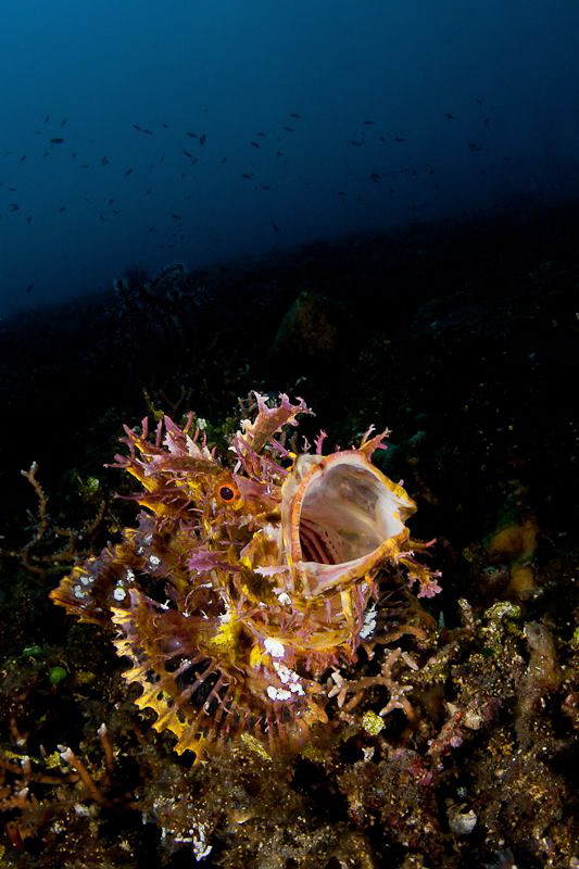 rinopia yawn ( tokina + Zen minidome ) by Paolo Isgro 