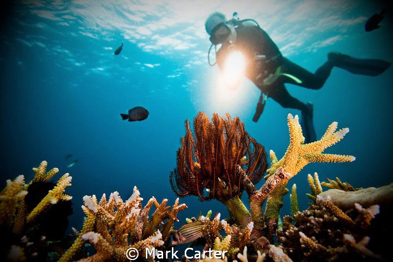 Diver highlighting the coral reef. by Mark Carter 
