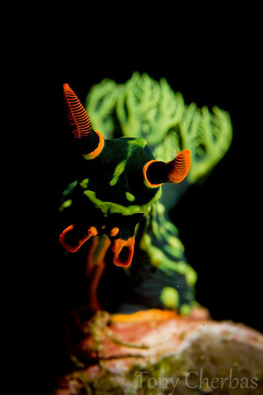 Nembrotha Kubaryana, Anilao by Tony Cherbas 