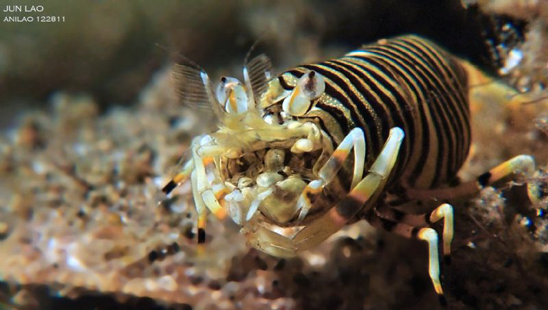♫ ♩ ♬ ♭umblebee shrimp by Yagit Diver 