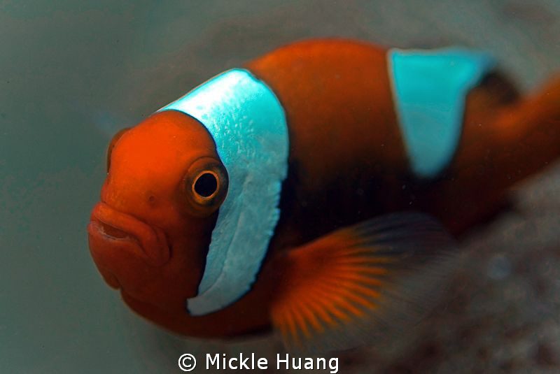 SADDLEBACK
Saddleback anemonefish
Dumaguette the Philip... by Mickle Huang 