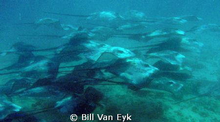Photo taken while free diving.  All of the sudden a schoo... by Bill Van Eyk 