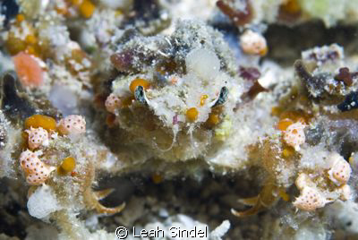 The most camouflage creature in existence - Camposcia retusa by Leah Sindel 