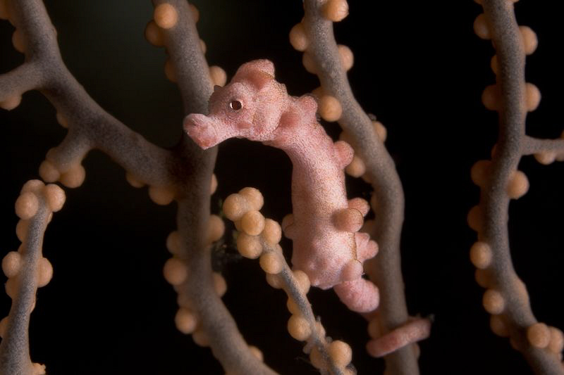 pigmy denise by Paolo Isgro 