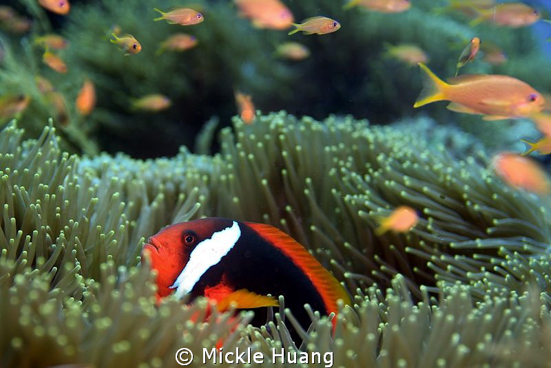 NEIGHBORHOOD
Tomato anemonefish and Sea goldies
Orchid ... by Mickle Huang 
