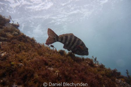 Redlipped Morwong slipping over a rock by Daniel Blechynden 