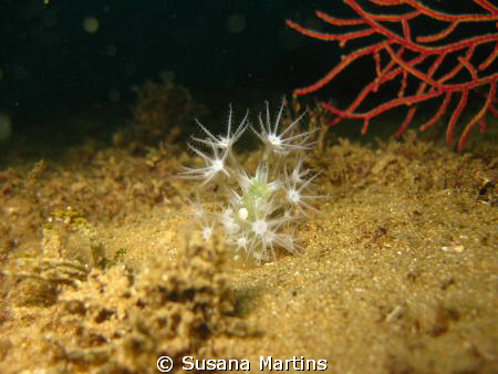 Clavularia crassa by Susana Martins 