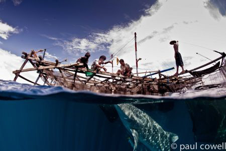 resident whaleshark from Cenderawasih bay vertically feeding by Paul Cowell 