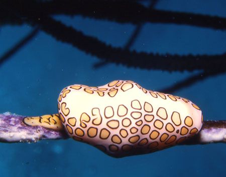 Pretty Flamino Tongue shot with a Nik V Macro by David Spiel 