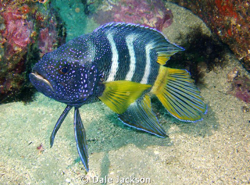 Eastern Blue Devil fish. 
Photo taken at Jervis Bay on t... by Dale Jackson 