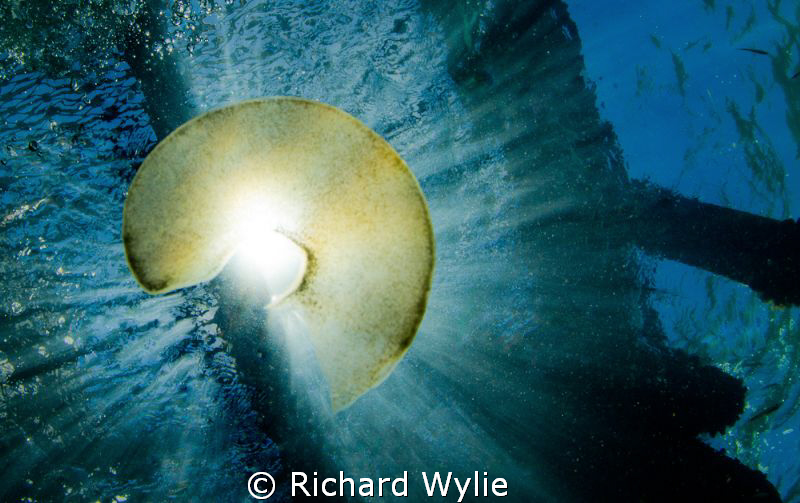 Small Galaxy - this egg mass was stirred up by boats next... by Richard Wylie 