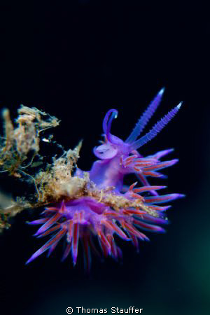 Flabellina fighting against the current by Thomas Stauffer 