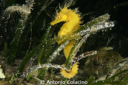 Hippocampus guttulatus by Antonio Colacino 