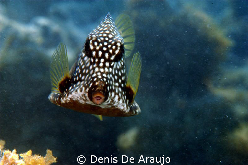 Kiss?? by Denis De Araujo 