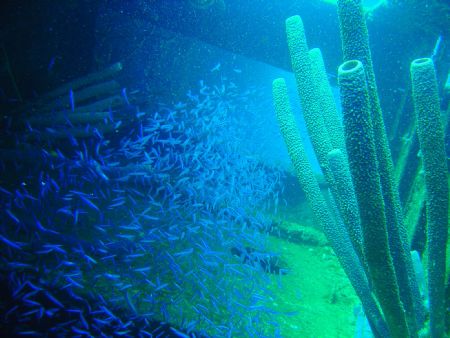 Approaching a wreck in Bonaire by Kelly N. Saunders 