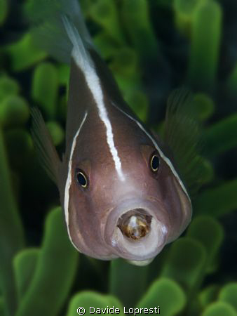 Clown fish with isopode by Davide Lopresti 