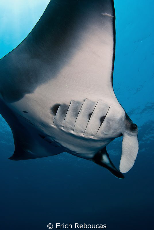 Last entry of the Year. 
Wishing many mantas, sharks, ti... by Erich Reboucas 