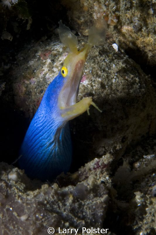 Ol' Blue in Ambon Bay by Larry Polster 
