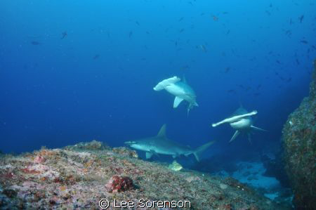 Swimming with Hammerheads... by Lee Sorenson 