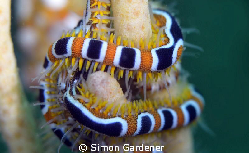 brittle star shot with Nikon D7000 105mm macro by Simon Gardener 