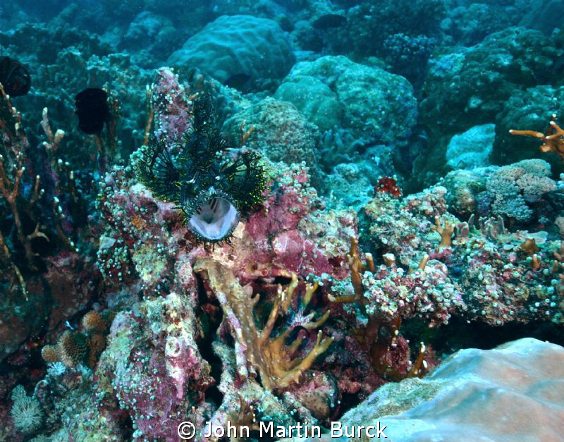 Black and yellow Lacy Scorpionfish -Rhinopias aphanes. by John Martin Burck 