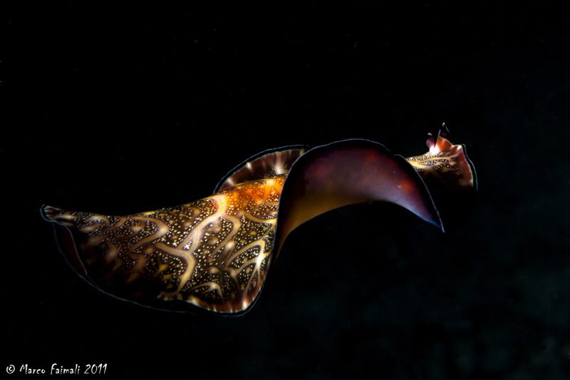 Nightswimming....... 
(Persian carpet flatworms - Pseudo... by Marco Faimali 