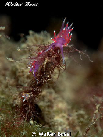 doppio nudibranco by Walter Bassi 
