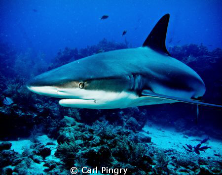 Close encounter with a Caribbean reef shark in Roatan by Carl Pingry 