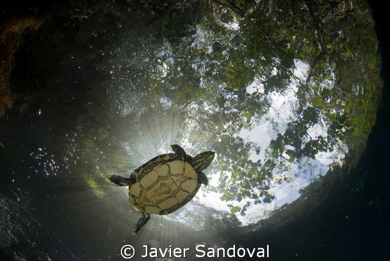 fresh water turtle swiming in cenote angelita near Tulum ... by Javier Sandoval 