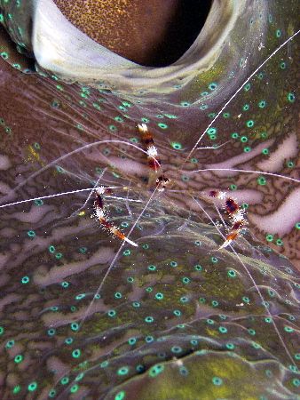 Banded Shrimp on Giant Clam- Great barrier reef by Joshua Miles 