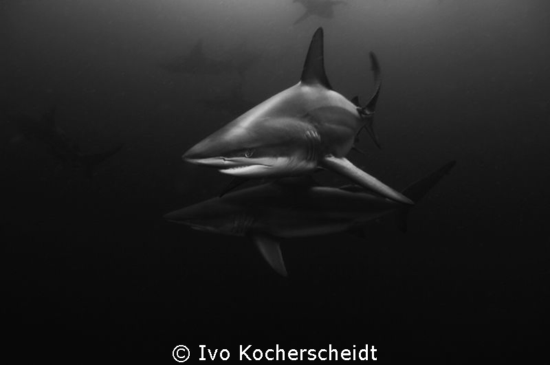 PAIR OF BRONZE WHALERS PHOTOGRAPHED OF MYBOYTI, KWAZULU N... by Ivo Kocherscheidt 