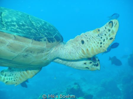 Just swimming along. by Mike Boehm 