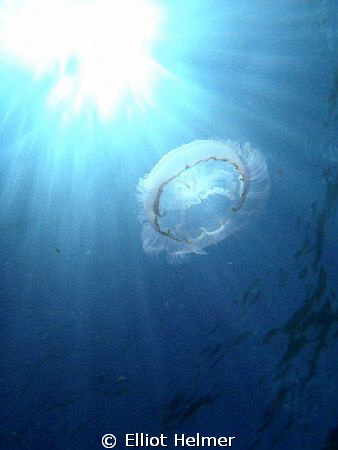 I shot this picture free diving from my paddle board in D... by Elliot Helmer 