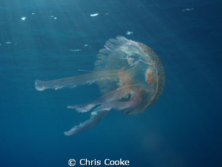 free swimming jelly cone by Chris Cooke 