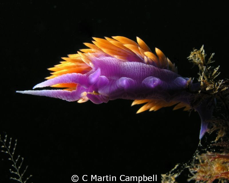 Photo of a Spanish Shawl Nudibranch taken at Casino Point... by C Martin Campbell 