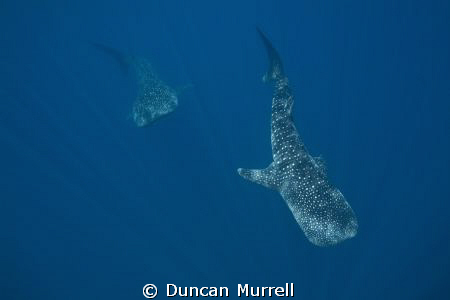 Pair of whale sharks feeding Honda Bay, Palawan. There we... by Duncan Murrell 