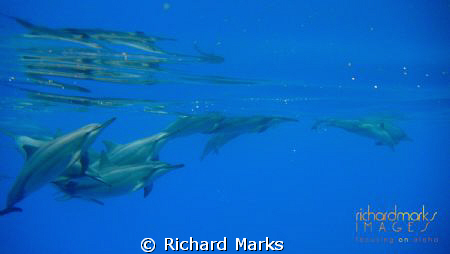 Spinner Dolphins in the open ocean by Richard Marks 