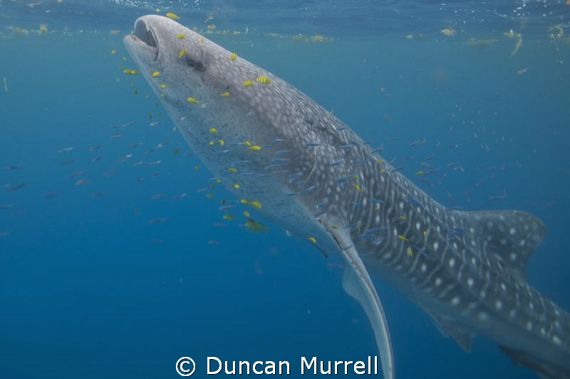 I took this photo seconds after jumping off the boat in H... by Duncan Murrell 