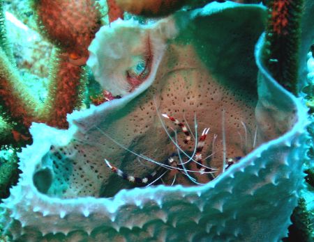 Barrel of shrimp by Mike Bisnett 