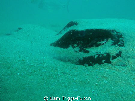 Using a olympus sw1030, 

This bull ray was relaxing on... by Liam Triggs-Fulton 