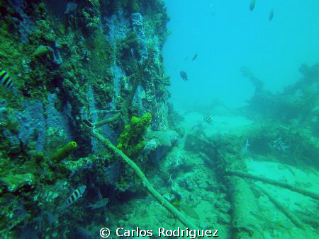 One of the pilons supporting the old sugar mill pier in A... by Carlos Rodriguez 