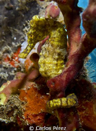 Yellow and more Yellow like sunshine by Carlos Pérez 