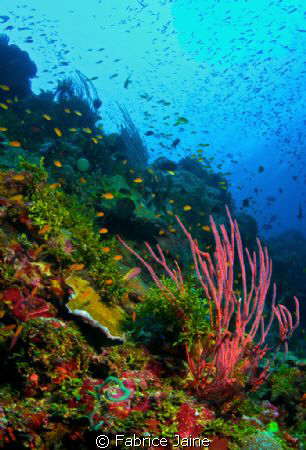 As a marine biologist, I was recently invited to take par... by Fabrice Jaine 