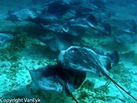 Stingray stampede at Heron Island. by Bill Van Eyk 