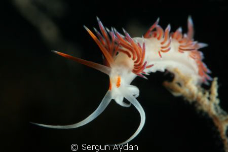 My Nudi by Sergun Aydan 