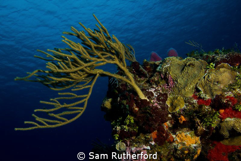Coral landscape by Sam Rutherford 