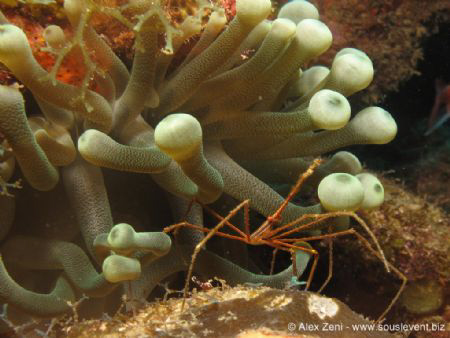 Spider crab and anemone by Alex Zeni 