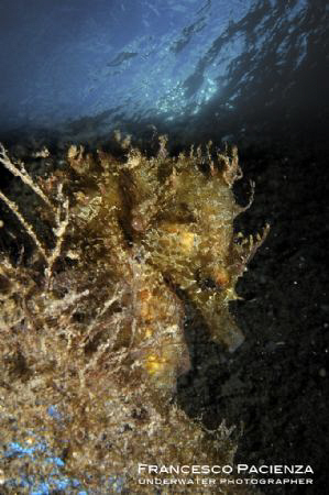 Gold Seahorse by Francesco Pacienza 