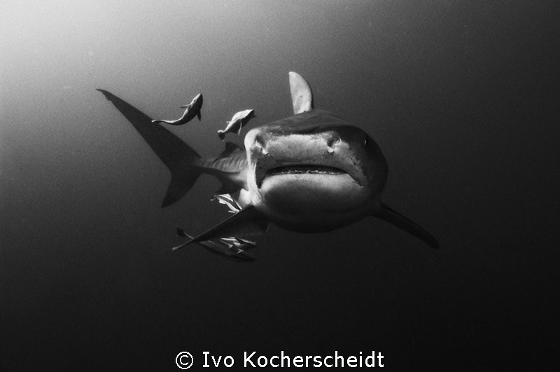 A TIGER SHARK WITH ITS ENTOURAGE, PHOTOGRAPHED OF UMKOMAA... by Ivo Kocherscheidt 