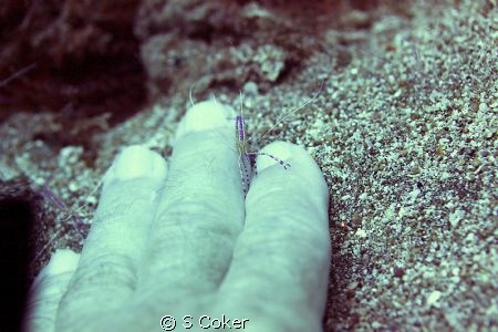 Pedersen' cleaner shrimp giving me a manicure - St Kitts ... by S Coker 